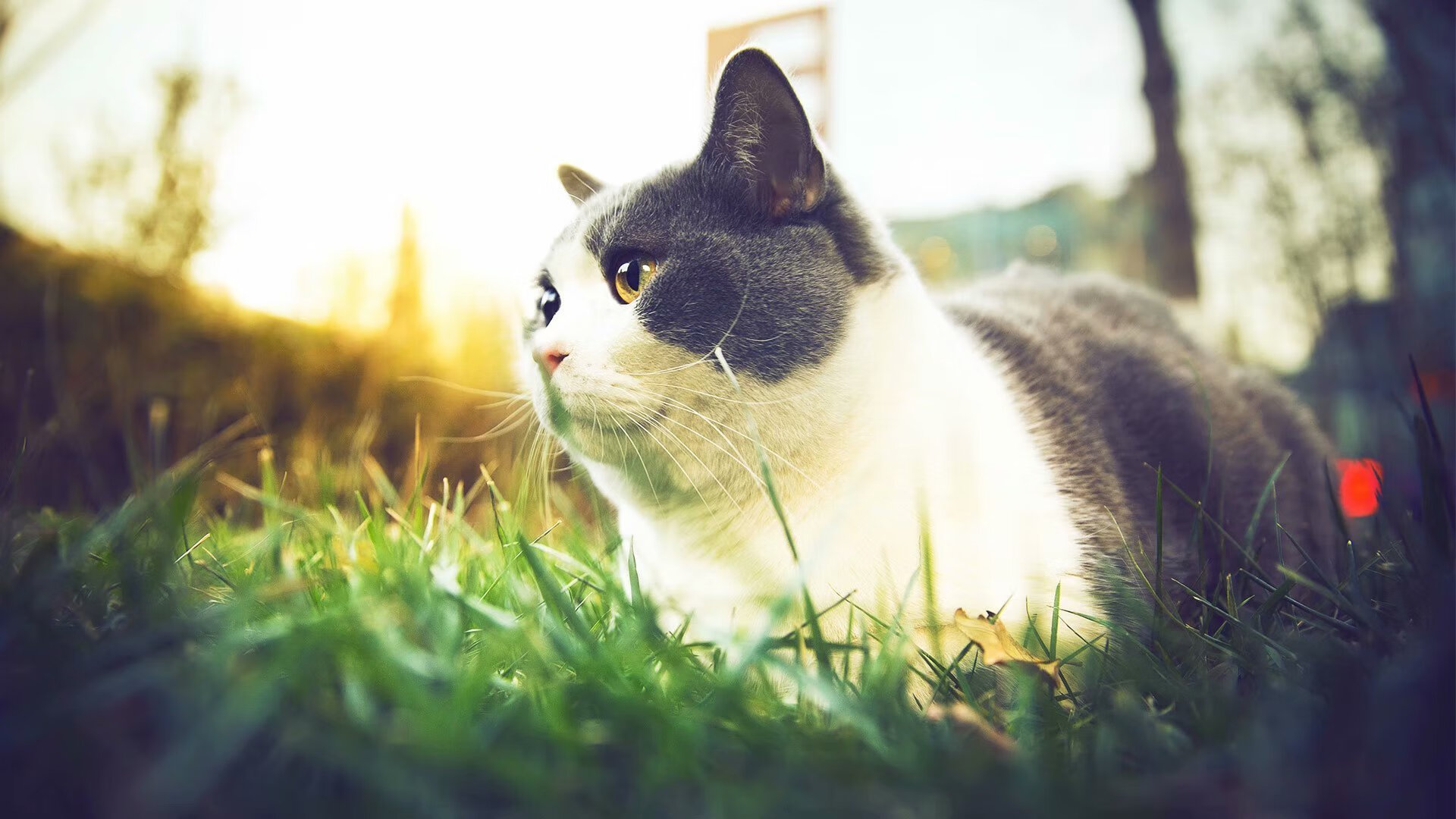 fb体育网址-_从业余到职业:普通爱好者的网球成长记_,网球职业运动员 培养方式