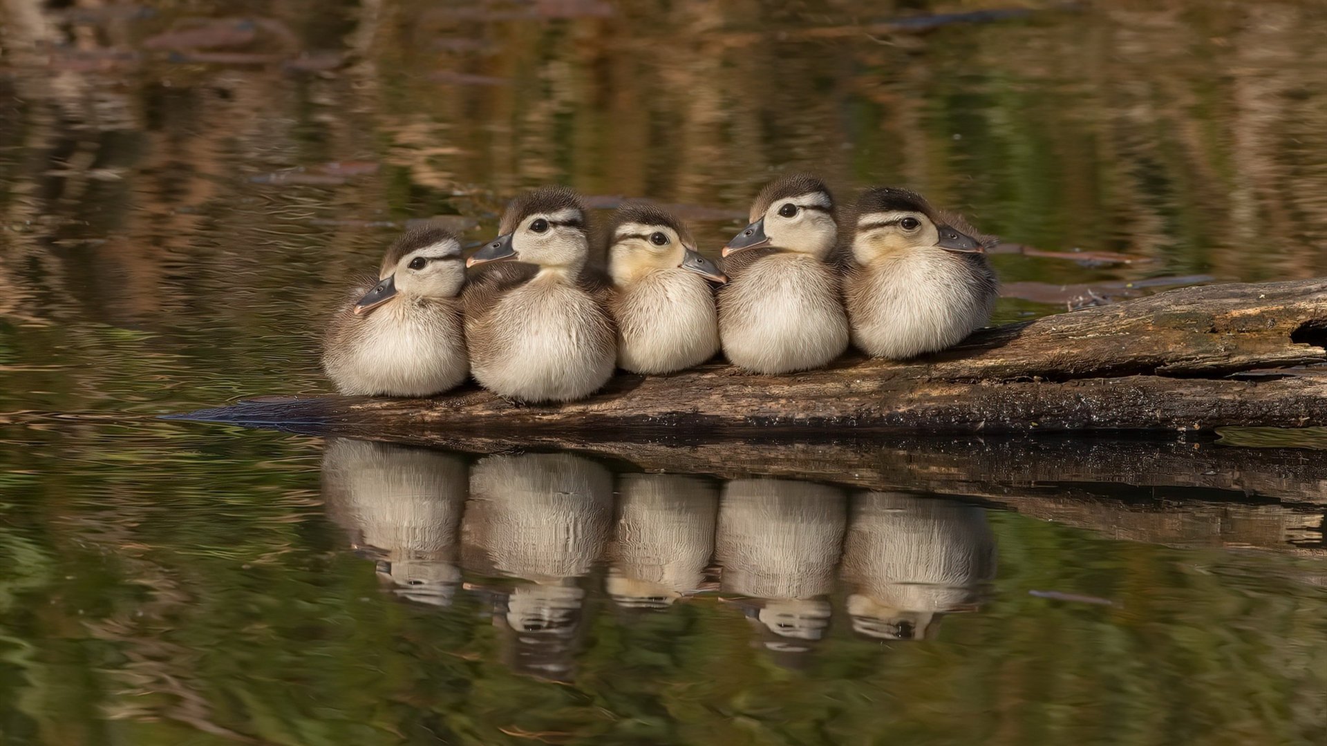 FB体育下载-_体育精神:公平竞争背后的故事_,竞技体育公平性的体现