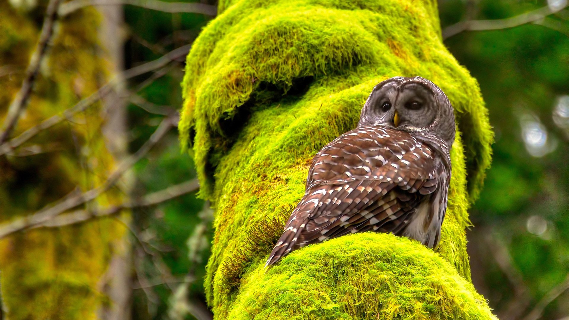 FB体育娱乐-“极端天气下的英雄:车手怎样战胜自然的疯狂考验”,极端天气对车辆应急预案方案