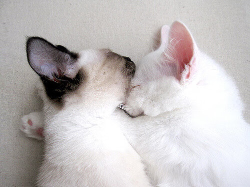 FB体育注册网址-“青春建梦”青少年篮球创业基金在全国范围内正式启动，青少年篮球训练营