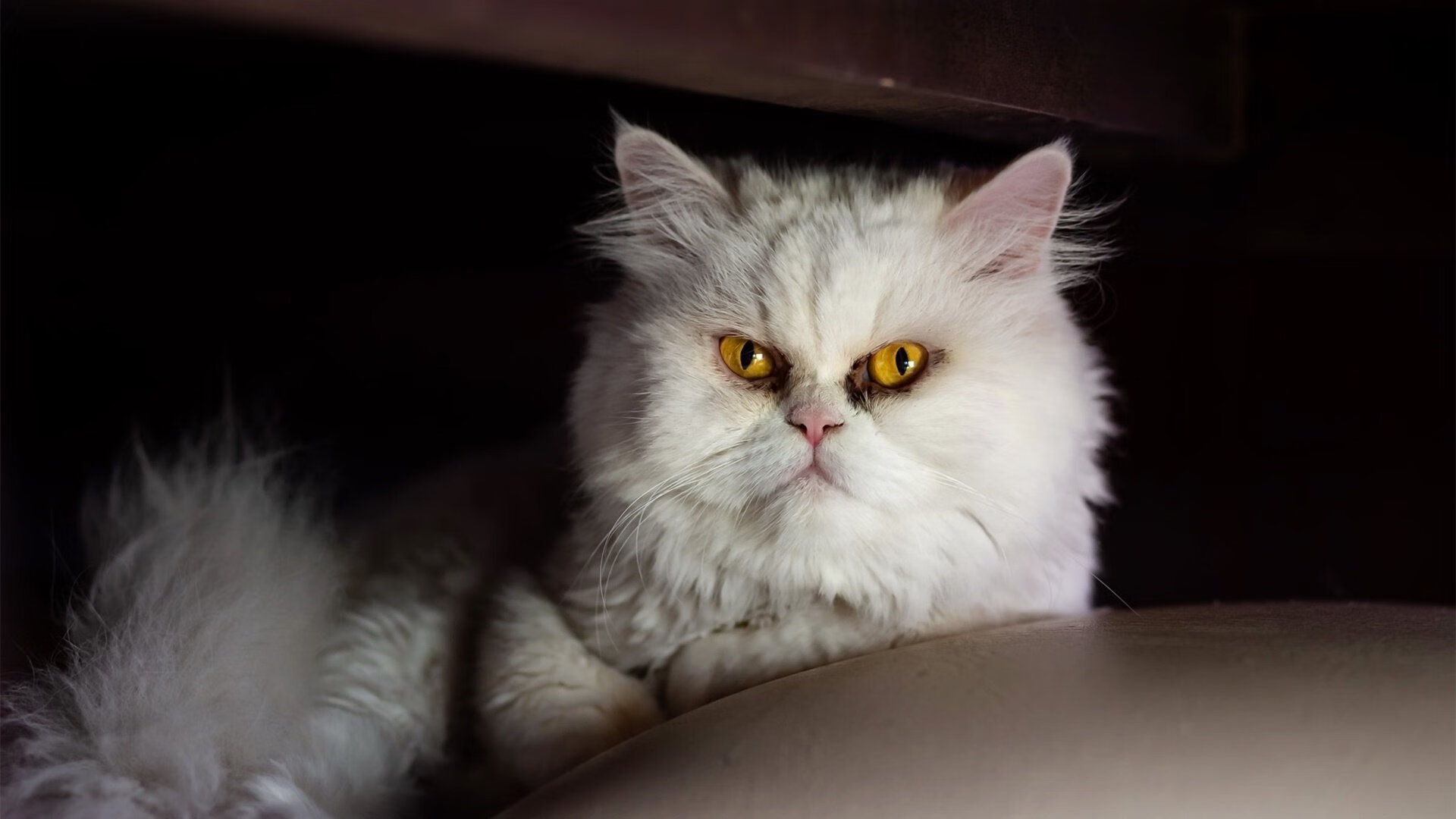 fb体育在线官网-全国跆拳道国手赛，展现武者风采，全国跆拳道国手赛,展现武者风采的视频