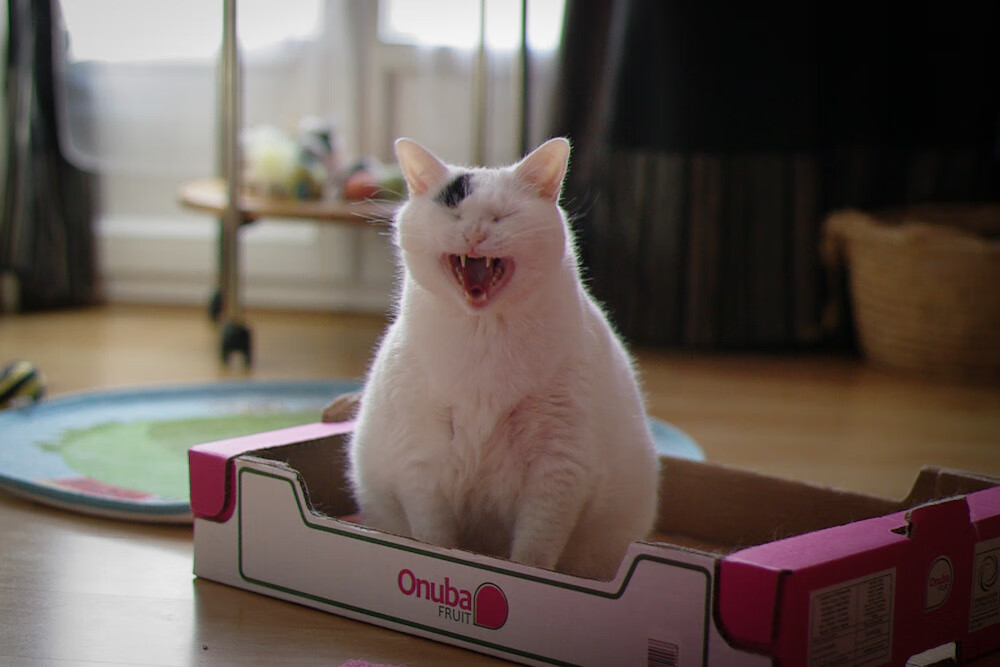 FB体育网页版-德甲精彩瞬间：关键扑救锁定胜局，战术变化令人振奋，德甲门将失误