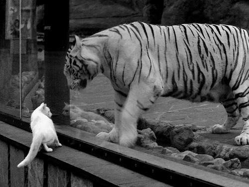 FB体育app下载-战术大师专访：他们如何打造“无敌”防守体系？，战术大师怎么玩