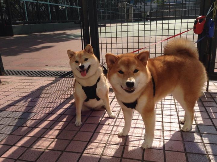 -足球与人工智能融合实验室正式运营,人工智能足球机器人