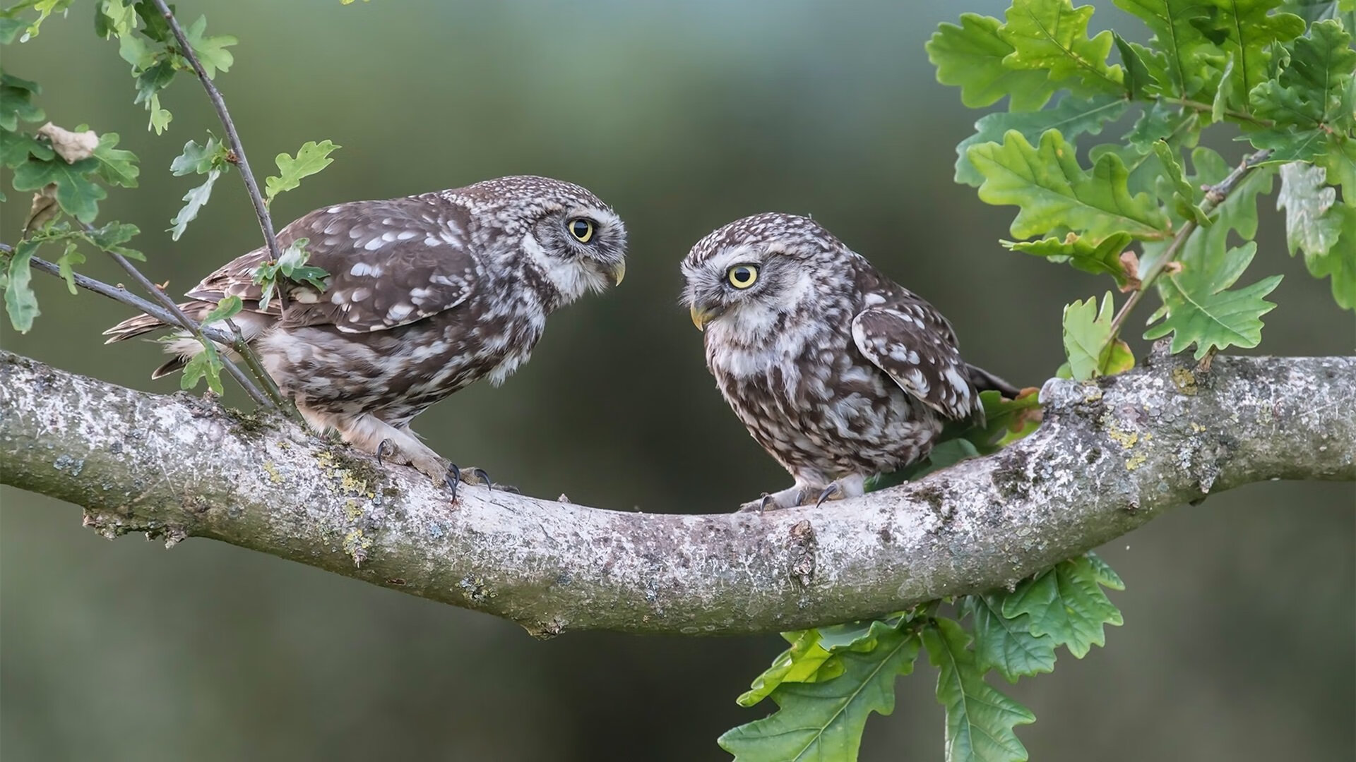 FB体育登录入口-德甲球员视觉追踪训练促进快速决策能力的探索，足球视觉训练